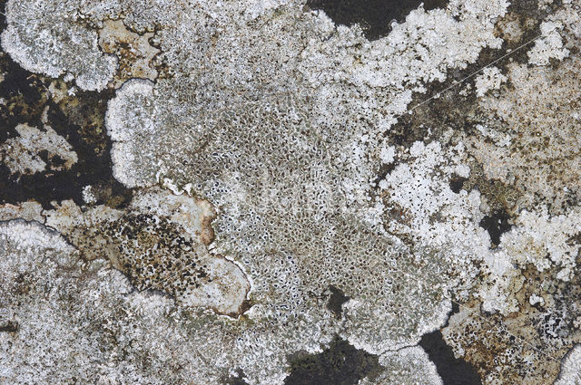 Calcareous rimmed lichen (Aspicilia calcarea)