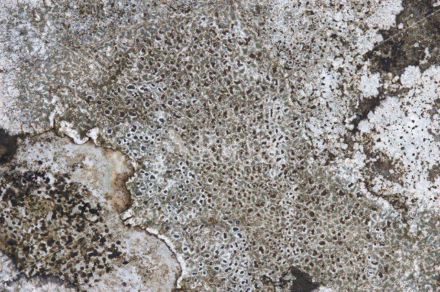Calcareous rimmed lichen (Aspicilia calcarea)