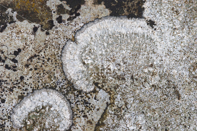 Calcareous rimmed lichen (Aspicilia calcarea)