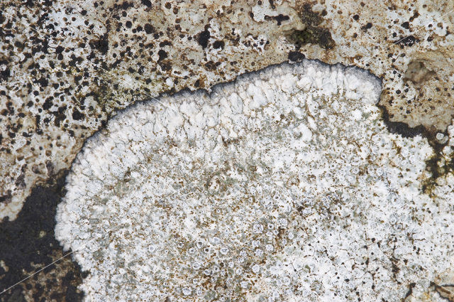 Calcareous rimmed lichen (Aspicilia calcarea)