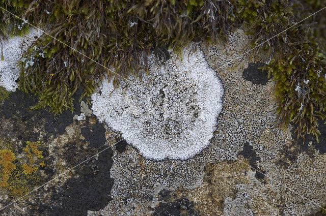 Calcareous rimmed lichen (Aspicilia calcarea)