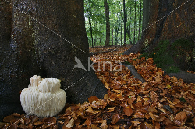 Bearded tooth (Hericium erinaceus)