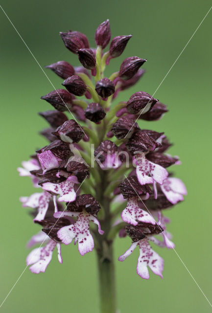 Purperorchis