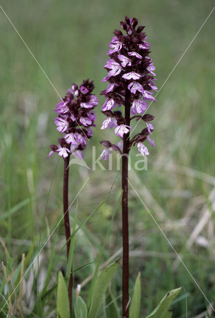 Lady Orchid (Orchis purpurea)