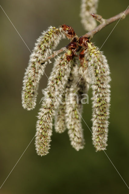 Ratelpopulier (Populus tremula)