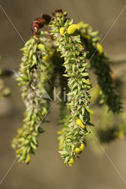 Aspen (Populus tremula)