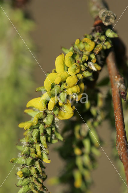 Aspen (Populus tremula)