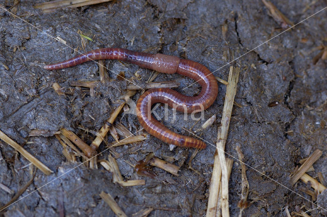 Earthworm (Dendrobaena rubida)