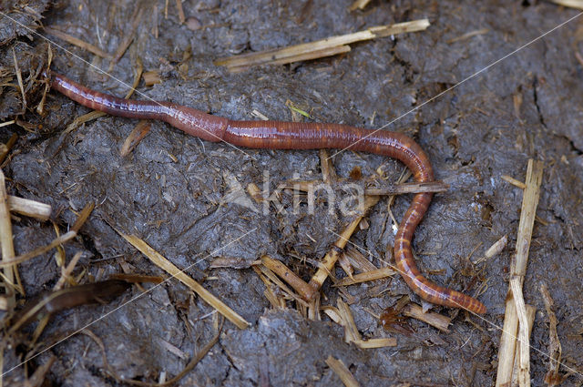 Earthworm (Dendrobaena rubida)