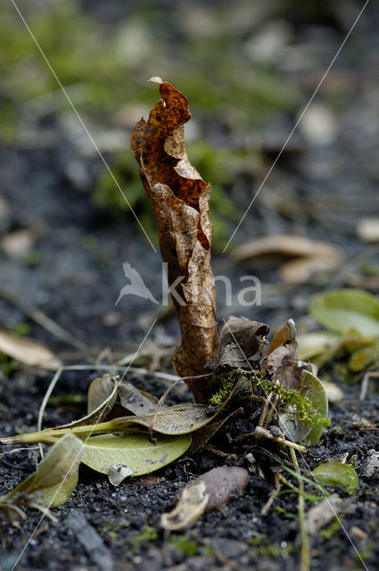 Earthworm (Dendrobaena rubida)