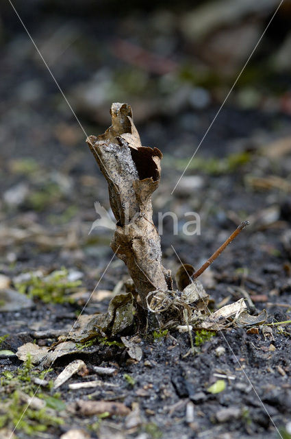 Earthworm (Dendrobaena rubida)