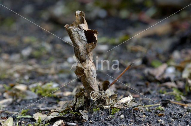 Earthworm (Dendrobaena rubida)