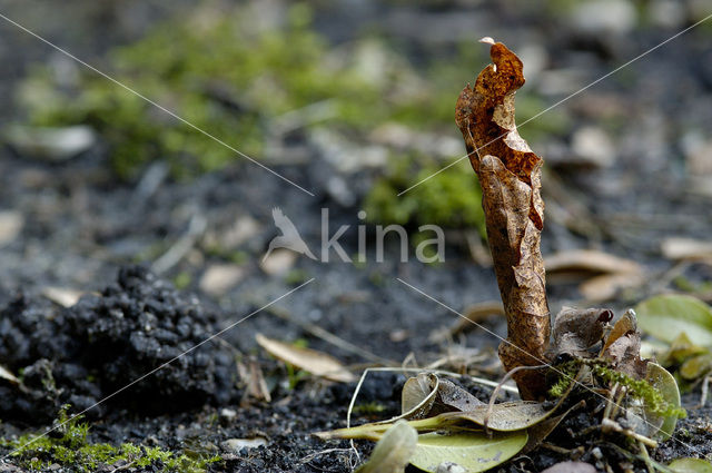 Regenworm (Dendrobaena rubida)