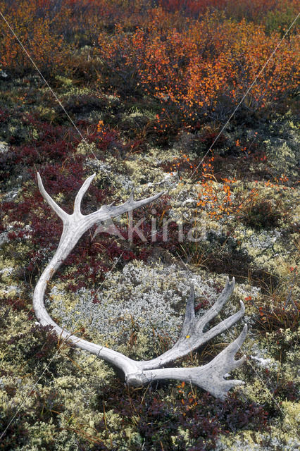 Rendier (Rangifer tarandus)