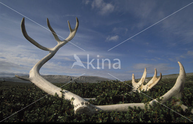 Rendier (Rangifer tarandus)