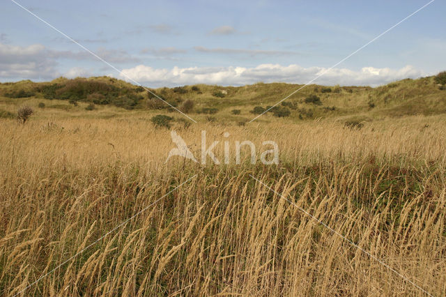 Common Reed (Phragmites australis)