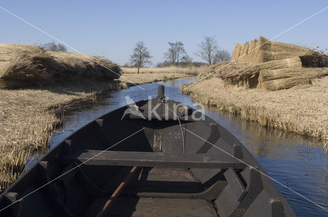 Riet (Phragmites australis)