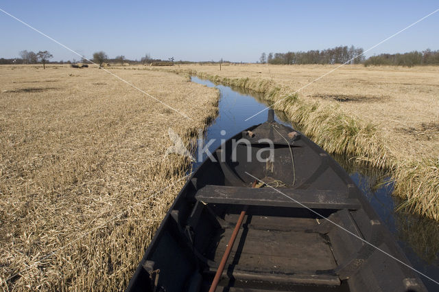 Riet (Phragmites australis)