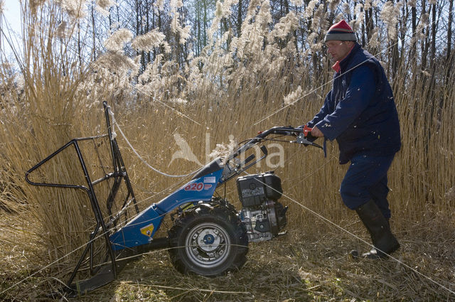 Riet (Phragmites australis)