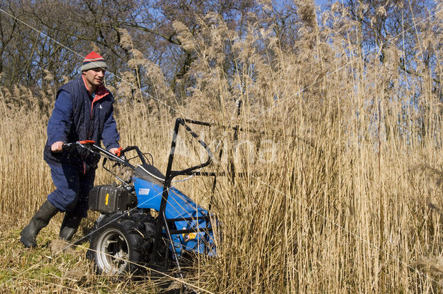 Riet (Phragmites australis)