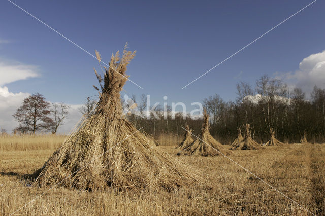 Riet (Phragmites australis)