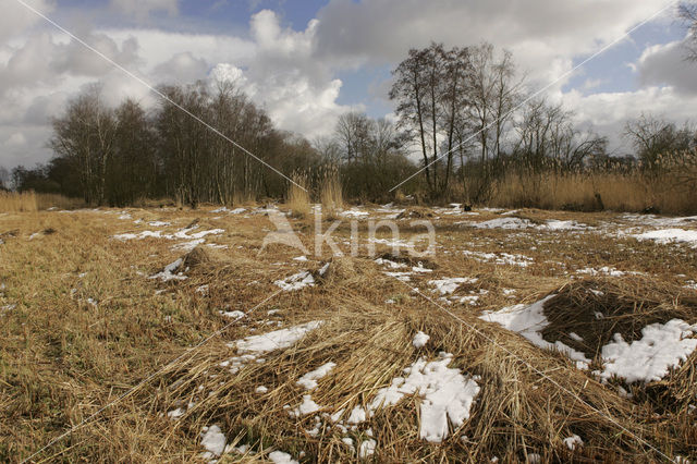 Riet (Phragmites australis)