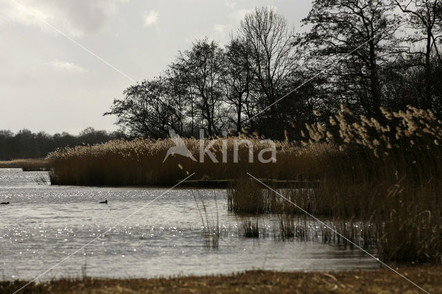 Common Reed (Phragmites australis)