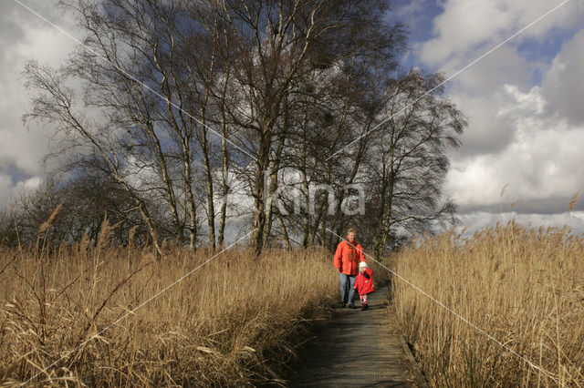 Riet (Phragmites australis)