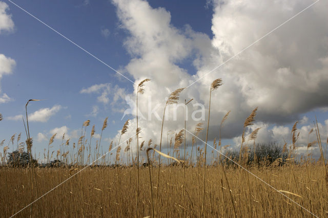 Common Reed (Phragmites australis)