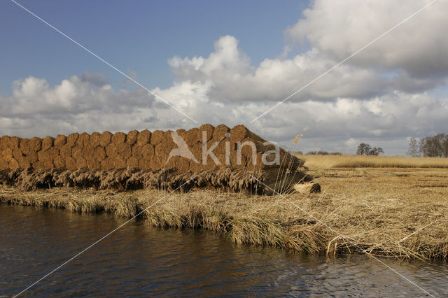 Riet (Phragmites australis)