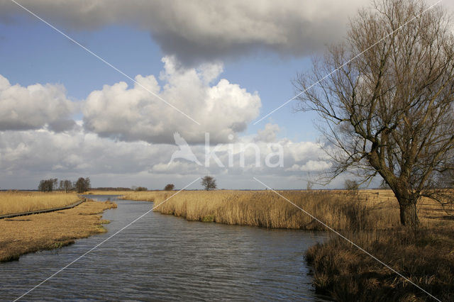 Riet (Phragmites australis)