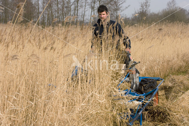 Riet (Phragmites australis)