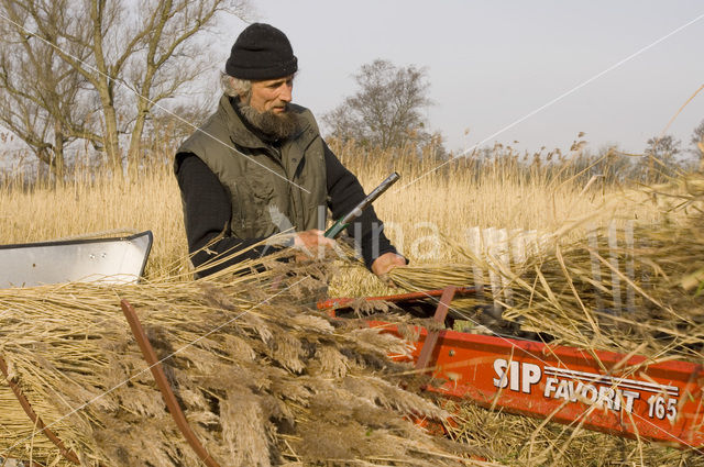 Riet (Phragmites australis)