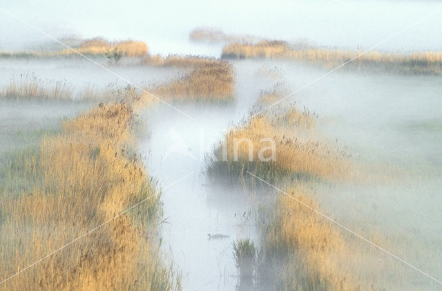 Common Reed (Phragmites australis)