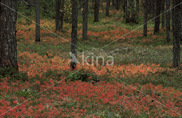 Rijsbes (Vaccinium uliginosum)