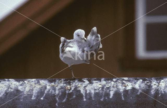 Ring-billed Gull (Larus delawarensis)