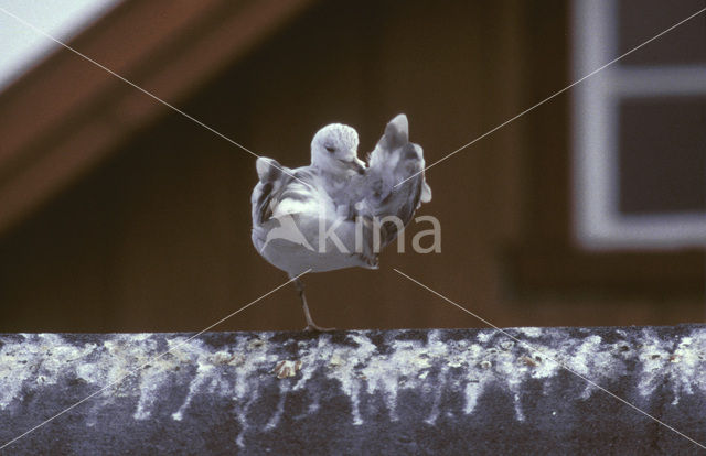 Ringsnavelmeeuw (Larus delawarensis)