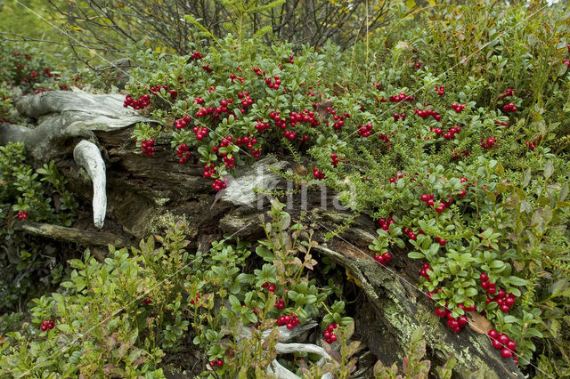 Bog Cranberry