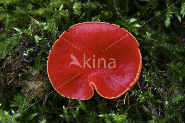 Rode kelkzwam (Sarcoscypha coccinea)