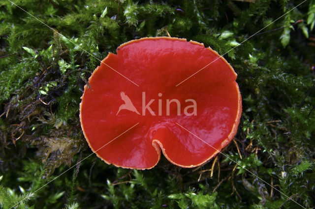 scarlet cup fungus (Sarcoscypha coccinea)