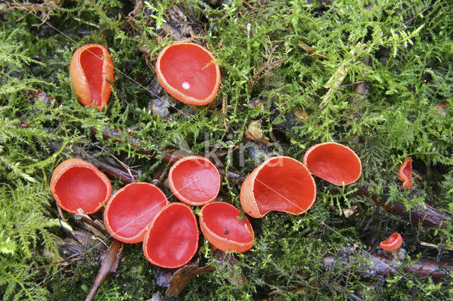 scarlet cup fungus (Sarcoscypha coccinea)