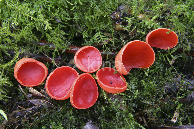 scarlet cup fungus (Sarcoscypha coccinea)