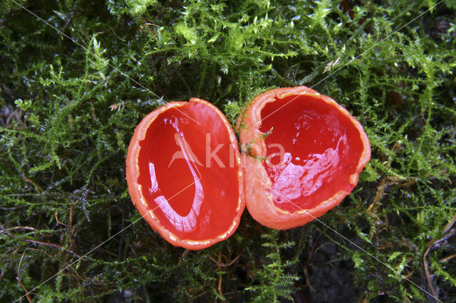 scarlet cup fungus (Sarcoscypha coccinea)