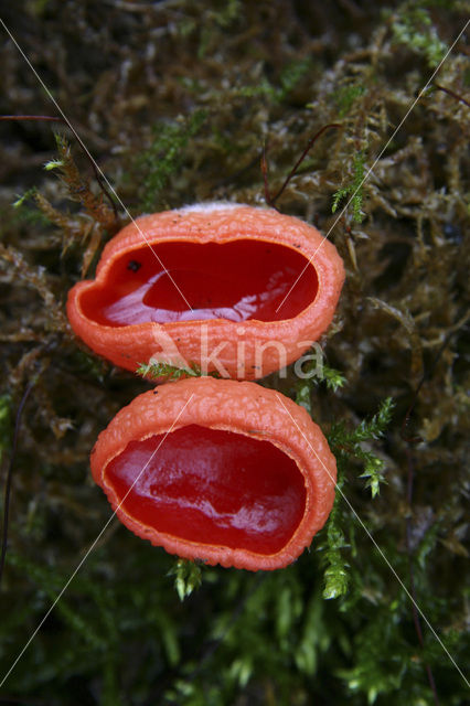 scarlet cup fungus (Sarcoscypha coccinea)