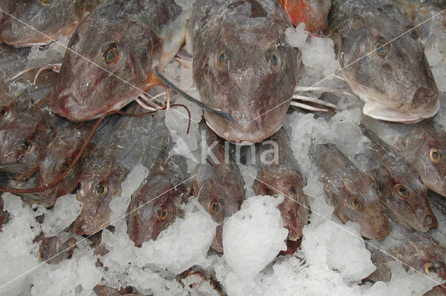 Tub Gurnard (Trigla lucerna)