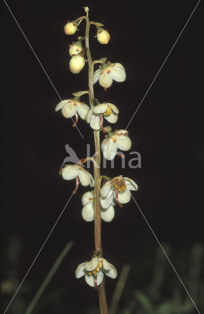 Round-leaved Wintergreen (Pyrola rotundifolia)