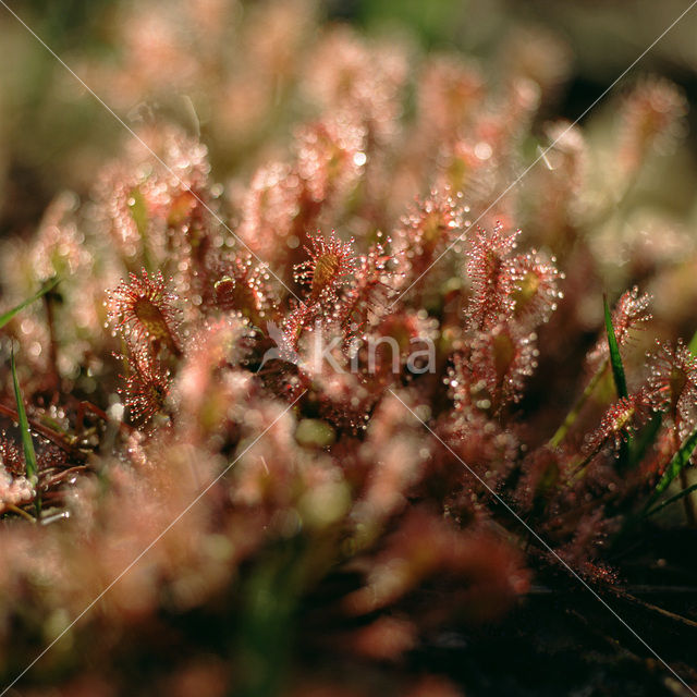 Ronde zonnedauw (Drosera rotundifolia)