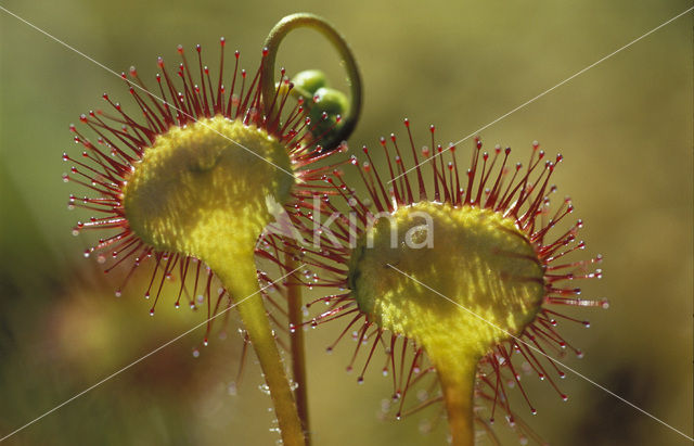 Round-leaved Sundew (Drosera rotundifolia)