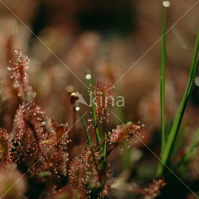 Round-leaved Sundew (Drosera rotundifolia)