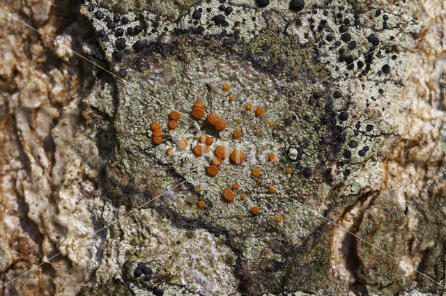 Caloplaca ferruginea